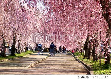 日中線のしだれ桜（福島県・喜多方市） 76700217