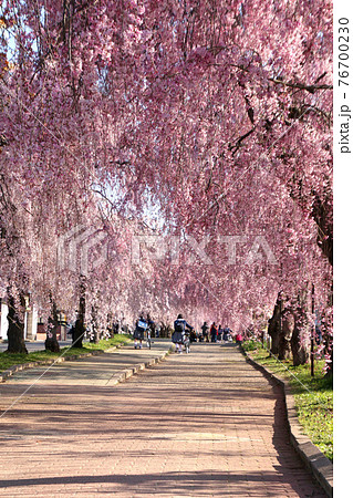 日中線のしだれ桜（福島県・喜多方市） 76700230