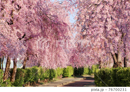日中線のしだれ桜(福島県・喜多方市) 日中線のしだれ桜(福島県・喜多方市) 76700231