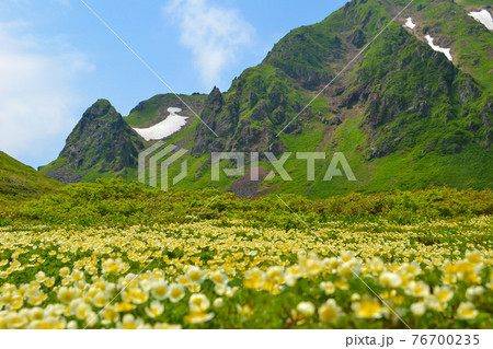 ムーミン谷のチングルマの群生 ムーミン谷のチングルマの群生 76700235