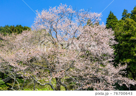 錦町の左近桜 錦町の左近桜 76700643