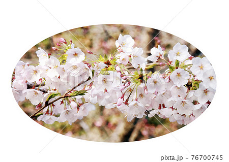 朝日を浴びて生き生きと開花したピンク色の花 桜 ソメイヨシノ 水彩画風 絵手紙のイラスト素材