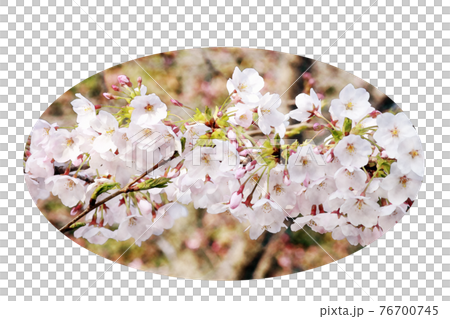 朝日を浴びて生き生きと開花したピンク色の花「桜:ソメイヨシノ」水彩画風 絵手紙 朝日を浴びて生き生きと開花したピンク色の花「桜:ソメイヨシノ」水彩画風 絵手紙 76700745
