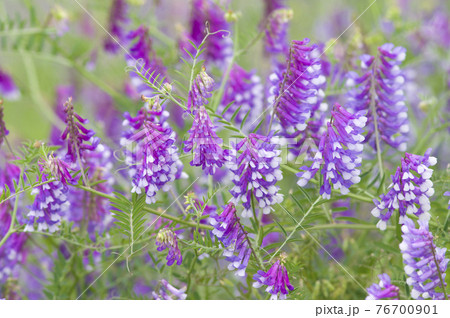 大和川の河川敷にナヨクサフジ(弱草藤)の花が咲いています。学名はVicia villosaです。 大和川の河川敷にナヨクサフジ(弱草藤)の花が咲いています。学名はVicia villosaです。 76700901