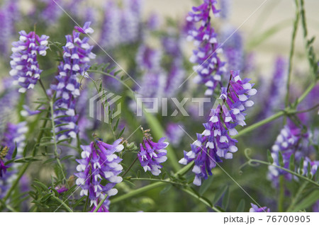 大和川の河川敷にナヨクサフジ 弱草藤 の花が咲いています 学名はvicia Villosaです の写真素材