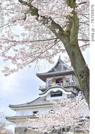 犬山城の桜 76700976
