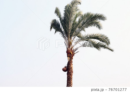 date palm tree with pitcher on firm for harvest date palm tree with pitcher on firm for harvest 76701277