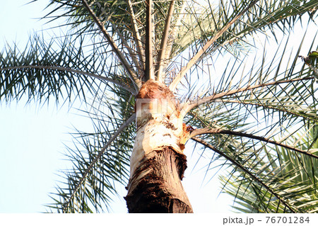 date palm tree on firm for harvest 76701284