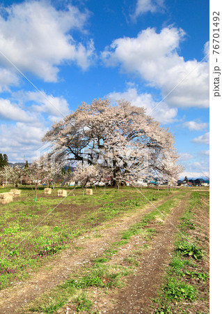 馬ノ墓の種蒔桜・飯豊山（福島県・会津美里町） 76701492