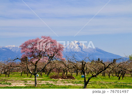 馬ノ墓の種蒔桜・磐梯山（福島県・会津美里町） 76701497