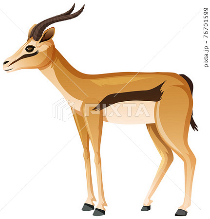 Impala In Standing Position On White Backgroundのイラスト素材