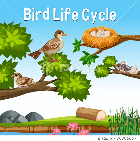 Scene with Bird Life Cycle Scene with Bird Life Cycle 76701657