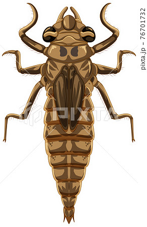 Dragonfly beetle isolated on white background Dragonfly beetle isolated on white background 76701732