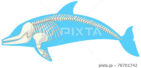 Skeleton anatomy of dolphin isolated on white...のイラスト素材