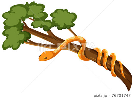 Snake on a branch isolated on white background Snake on a branch isolated on white background 76701747