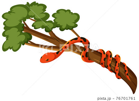 Snake on a branch isolated on white background 76701761