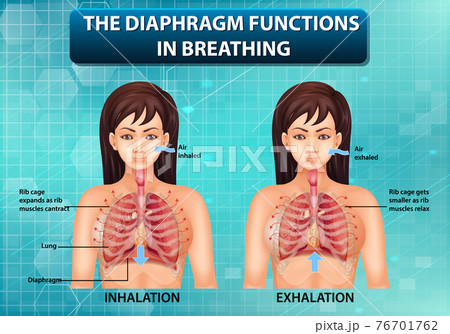The diaphragm functions in breathing 76701762