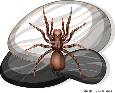 Top view of spider on a stone on white background 76701883