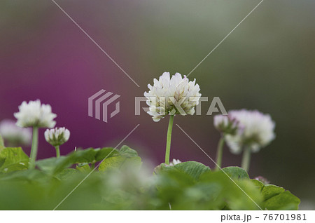 シロツメクサの白い花が咲いています 学名はtrifolium Repensです の写真素材