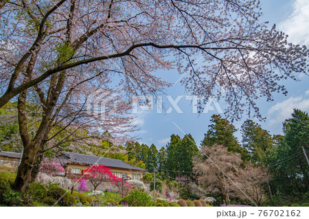 里山の春を彩る 慈光寺塔頭 霊山院 里山の春を彩る 慈光寺塔頭 霊山院 76702162