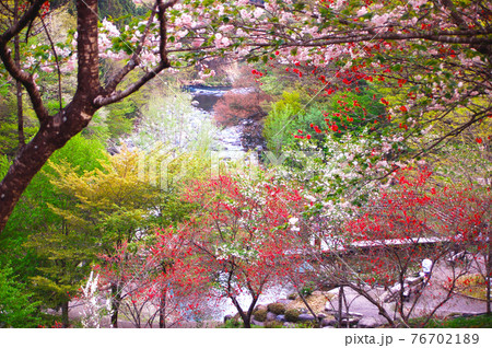 待ち遠しかった春の訪れ　新緑が綺麗な吉田川沿い風景 76702189