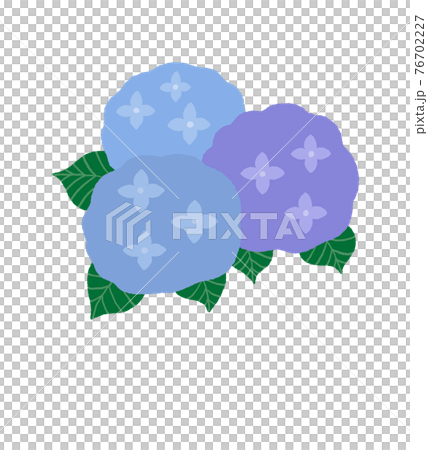 繡球花的插圖 繡球花的插圖 76702227