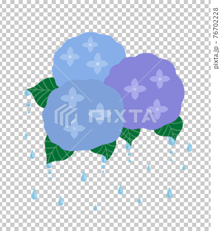 下雨天繡球花的插圖 下雨天繡球花的插圖 76702228