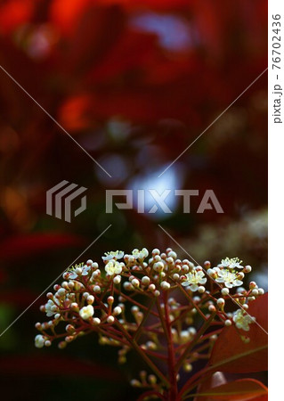 アカメの花 アカメの花 76702436