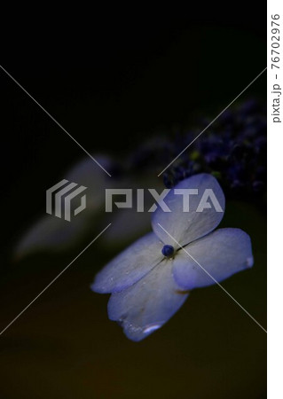 紫陽花 紫陽花 76702976