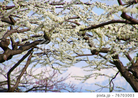 梨の花（福島県・会津美里町） 76703003
