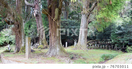 満願寺石塔群付杉群 満願寺石塔群付杉群 76703011