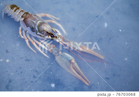 image of cancer fresh water image of cancer fresh water 76703068
