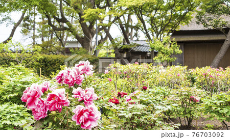 神奈川県横浜市金沢区野島公園にある伊藤博文別邸の春 神奈川県横浜市金沢区野島公園にある伊藤博文別邸の春 76703092