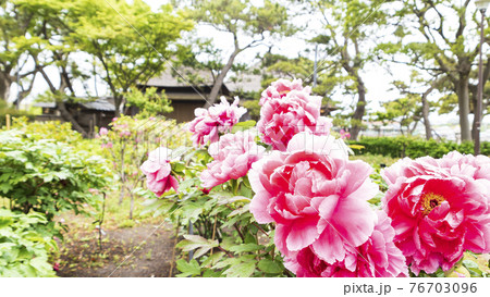神奈川県横浜市金沢区野島公園にある伊藤博文別邸の春 神奈川県横浜市金沢区野島公園にある伊藤博文別邸の春 76703096