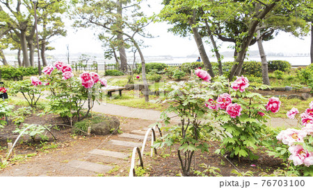 神奈川県横浜市金沢区野島公園にある伊藤博文別邸の春 神奈川県横浜市金沢区野島公園にある伊藤博文別邸の春 76703100