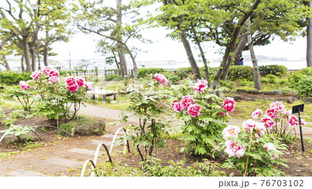 神奈川県横浜市金沢区野島公園にある伊藤博文別邸の春 神奈川県横浜市金沢区野島公園にある伊藤博文別邸の春 76703102