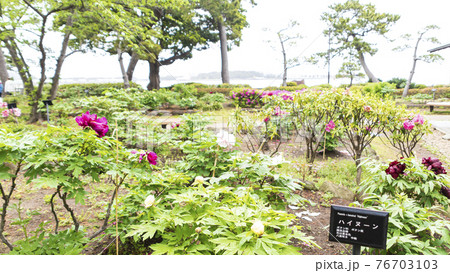 神奈川県横浜市金沢区野島公園にある伊藤博文別邸の春 神奈川県横浜市金沢区野島公園にある伊藤博文別邸の春 76703103