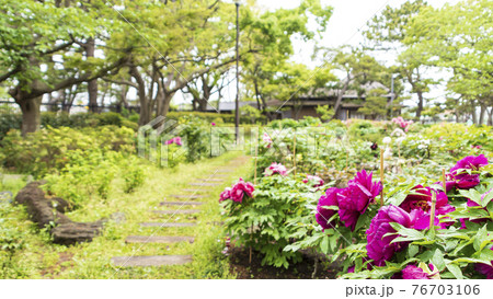 神奈川県横浜市金沢区野島公園にある伊藤博文別邸の春 神奈川県横浜市金沢区野島公園にある伊藤博文別邸の春 76703106