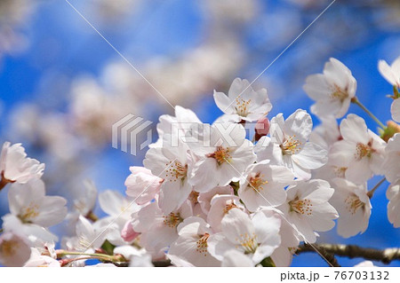 法用寺の桜・クローズアップ(福島県・会津美里町) 法用寺の桜・クローズアップ(福島県・会津美里町) 76703132