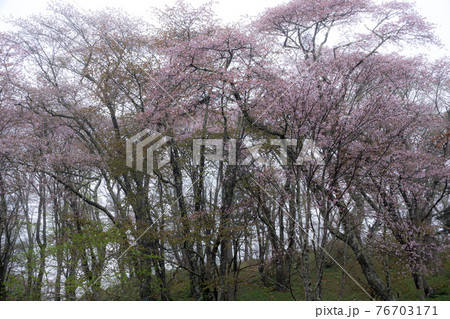 朝霧の桜 朝霧の桜 76703171
