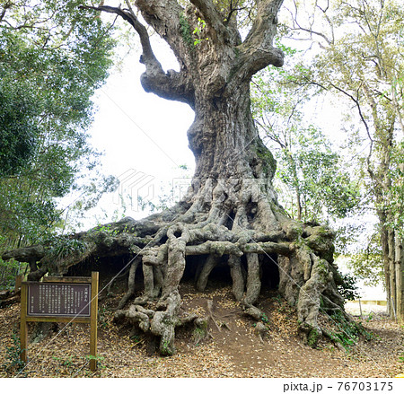 村吉の天神さん(イチイガシ) 村吉の天神さん(イチイガシ) 76703175