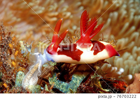 Nudibranch eating Ascidian 76703222