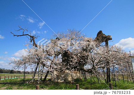 米沢の千歳桜(福島県・会津美里町) 米沢の千歳桜(福島県・会津美里町) 76703233