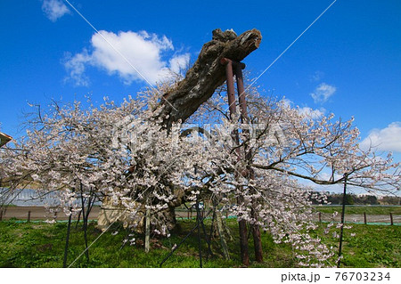 米沢の千歳桜(福島県・会津美里町) 米沢の千歳桜(福島県・会津美里町) 76703234