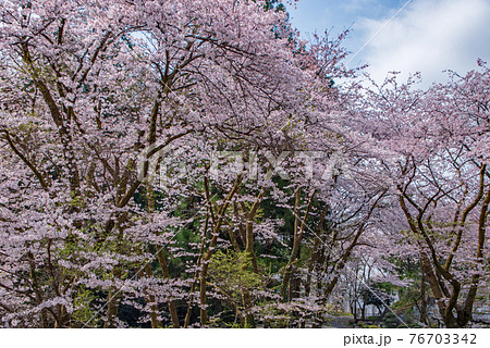 里山の春を彩る　桜　慈光寺塔頭　霊山院　　　 76703342