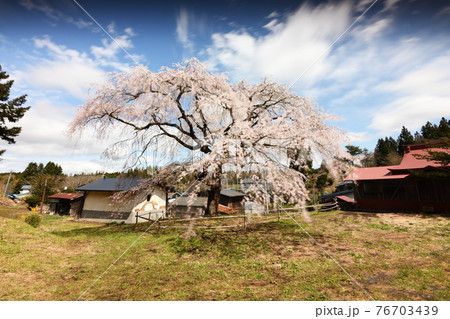 槍沢の枝垂れ桜 76703439