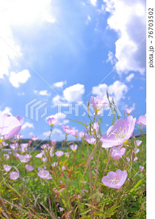 ヒルザキツミキソウと夏空 ヒルザキツミキソウと夏空 76703502