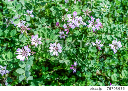 田んぼに咲くレンゲソウ 76703936