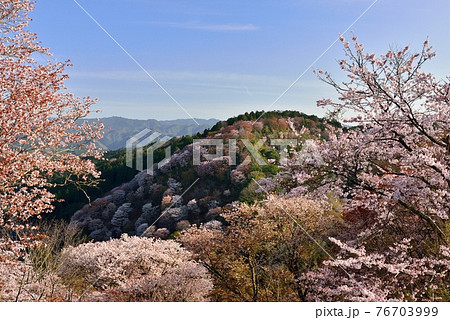 吉野山の桜 吉野山の桜 76703999