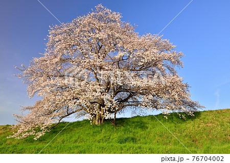 幾坂池の一本桜 幾坂池の一本桜 76704002